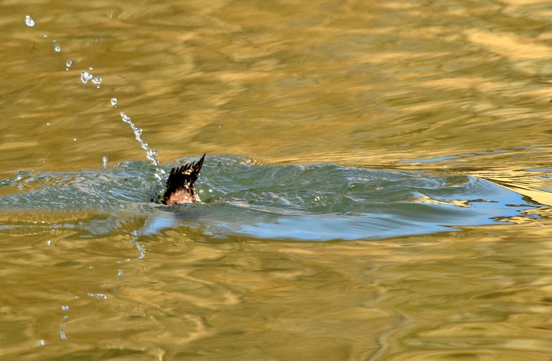 un tuffo